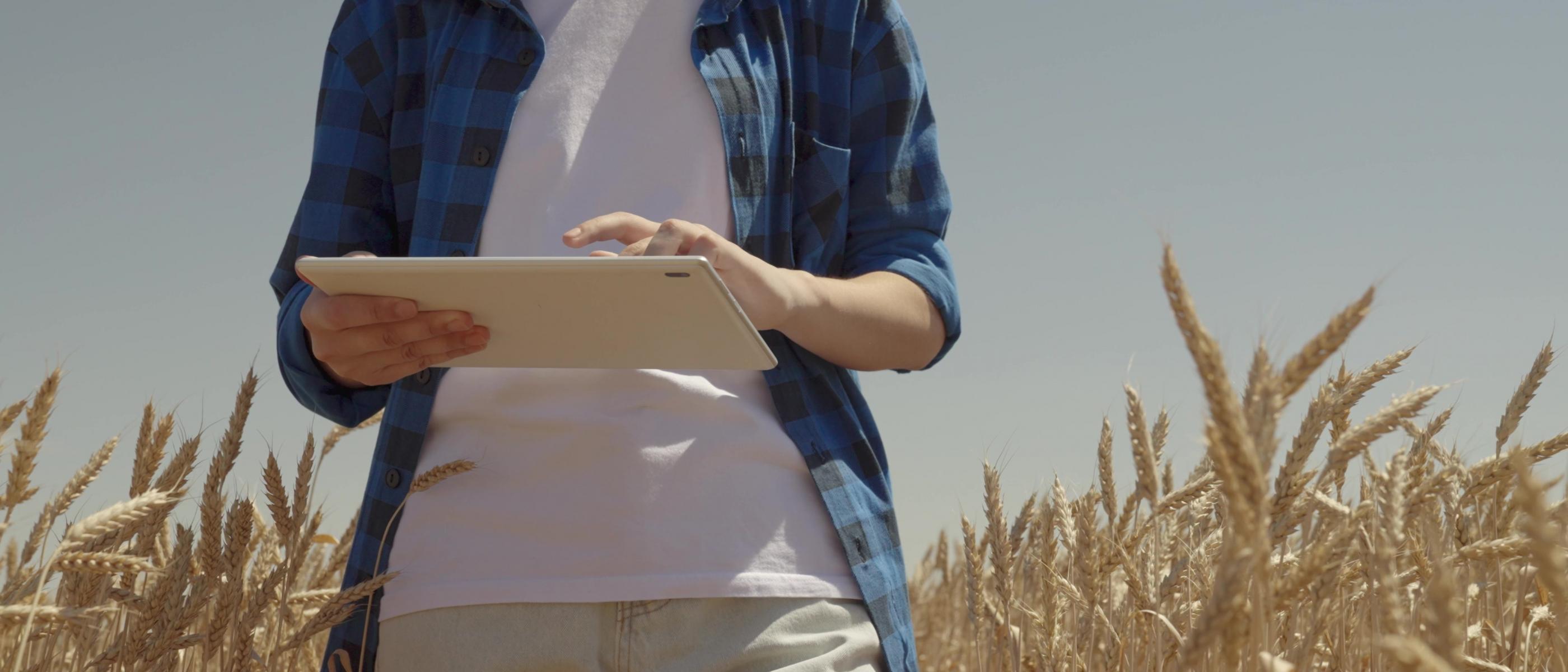OGM crop field
